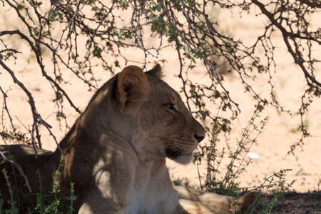 Lion waiting under trees at Kgalagadi Transfontier Park, South Africaの写真素材