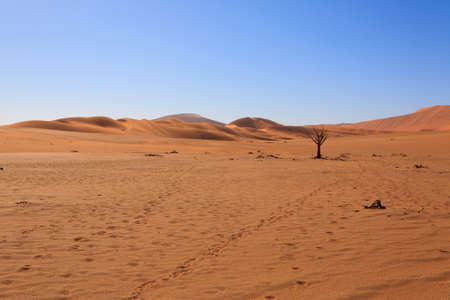 Panorama of red dunes from Sossusvlei Namibiaの写真素材