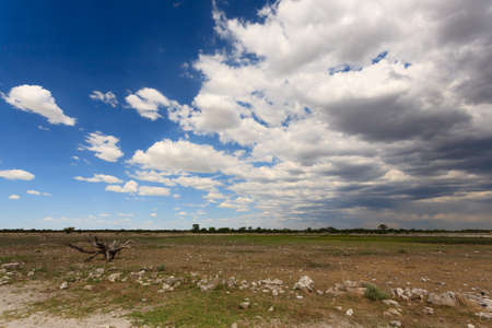Panorama from Etosha National Park, Namibiaの写真素材
