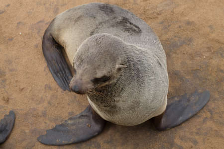 Colony of cape fur seals from Cape Point, Namibiaの写真素材