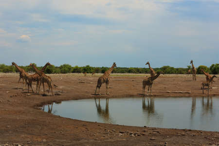 Herd of giraffes from Etosha National Park Namibiaの写真素材
