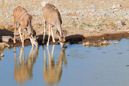 Kudu drinking at Namutoni waterhole from Etosha National Park Namibiaの写真素材