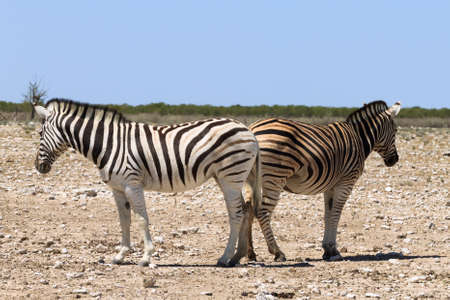 Zebras from Etosha National Park Namibiaの写真素材
