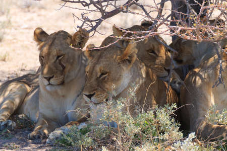 Lions sleeping under trees at Etosha National Park Namibiaの写真素材