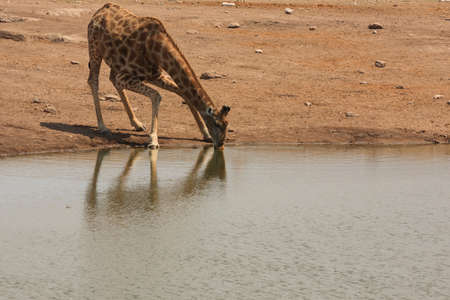 Giraffes drink from waterhole at Etosha National Park Namibiaの写真素材