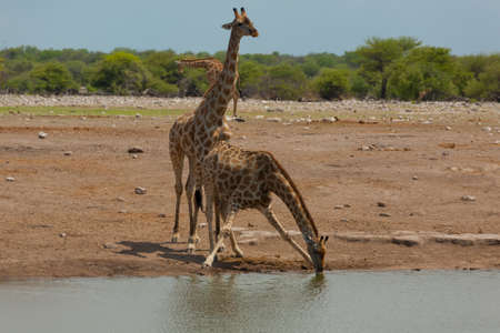 Herd of giraffes from Etosha National Park Namibiaの写真素材