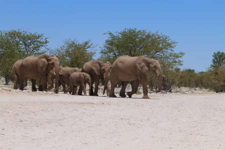 Herd of elephants from Etosha National Park Namibiaの写真素材