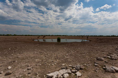 Herd of giraffes from Etosha National Park Namibiaの写真素材