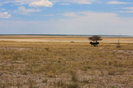 Panorama from Etosha National Park, Namibiaの写真素材