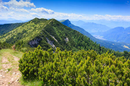 Panorama from Italian alps, mugo pines along a mountain trekking pathの写真素材