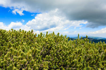 Panorama from Italian alps, mugo pines along a mountain trekking pathの写真素材