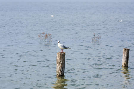 White bird standing on palisade from "Delta del Po" Italy, nature, birdwatchingの写真素材