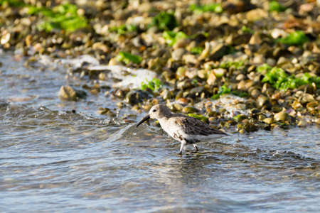 Close up of a Kentish plover bird from  "Delta del Po" Italy, nature, birdwatchingの写真素材