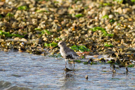 Close up of a Kentish plover bird from  "Delta del Po" Italy, nature, birdwatchingの写真素材