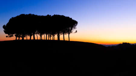 Hills panorama at sunset. Pines over hill. Minimal landscapeの写真素材