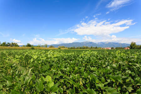 Field of soybean with mountains in background. Italian agriculture. Rural sceneryの写真素材