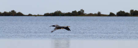 Grey heron inside Po river lagoon, Italian landscape. Minimal nature panoramaの写真素材
