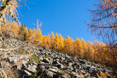 Autumn landscape from italian Alps. Yellow trees. Outdoorの写真素材