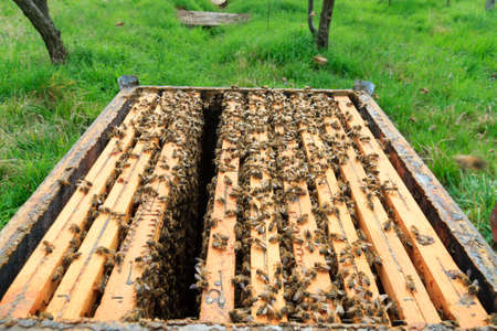 Open hive detail. Beekeeping, agriculture, rural life.