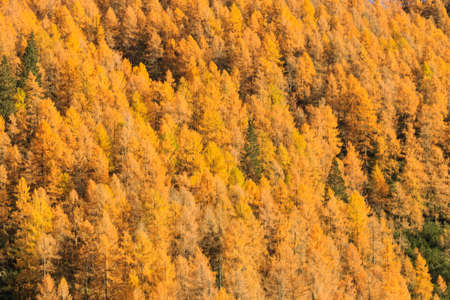 Autumn landscape from italian Alps. Yellow trees. Beautiful dolomites view