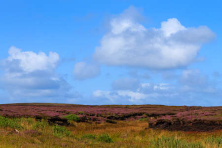 Rural scottish panorama. Erica arborea  meadows. Travel destionationsの写真素材
