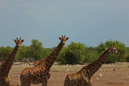 Herd of giraffes from Etosha National Park, Namibiaの写真素材