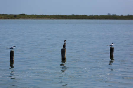 Close up of cormorand standing on palisade. Birdwatching from "delta del Po", Italyの写真素材
