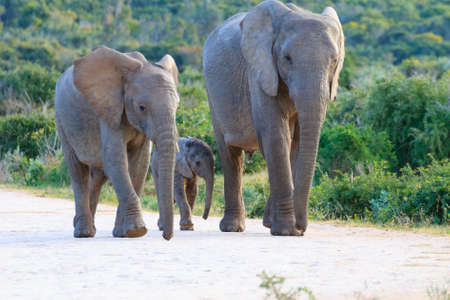 Family of elephants from Addo Elephant National Park, South Africa. African wildlifeの写真素材