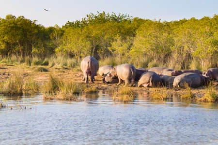 Herd of hippos sleeping along riverの写真素材