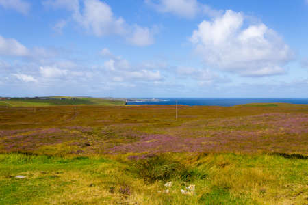 Rural scottish panorama. Erica arborea  meadows. Travel destionationsの写真素材