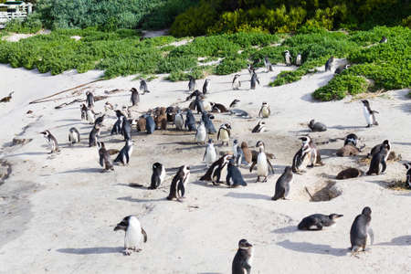 African penguin colony from Simon's town conservancy area, South Africa. African wildlifeの写真素材