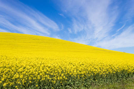 Rapeseed fields along the road from Karoo to Franschhoek, South Africa. Yellow fields backgroundの写真素材