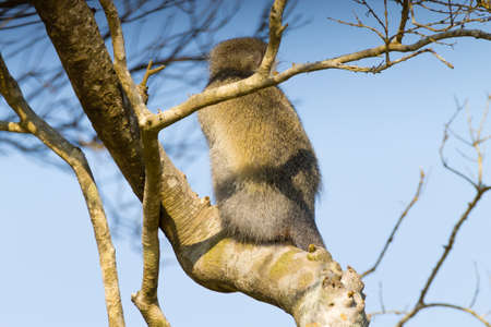 Vervet monkey sitting on the treeの写真素材