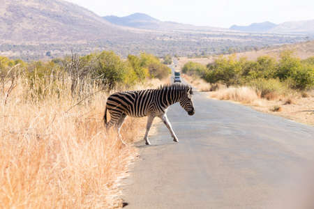 Zebra cross the road from Pilanesberg National Park, South Africa.の写真素材