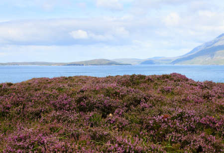Rural scottish panorama. Erica arborea  meadows. Travel destionations