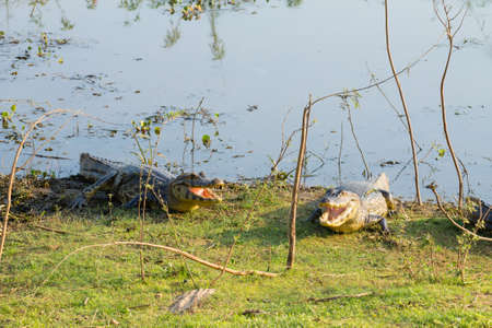 Caiman which heats up in the morning sun from Pantanal, Brazil. Brazilian wildlife.