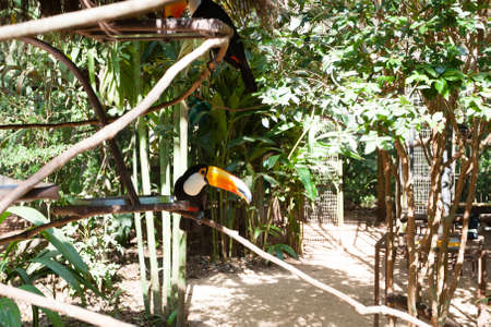 Toucan bird on the nature in Foz do Iguazu, Brazil. Brazilian wildlifeの写真素材
