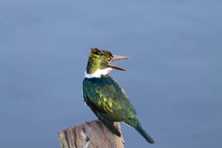 Amazon Kingfisher close up from Pantanal, Brazil. Brazilian wildlifeの写真素材