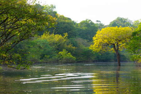 Panorama from Amazon rainforest, Brazilian wetland region. Navigable lagoon. South America landmark....