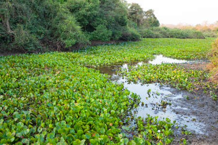 Panorama from Pantanal, Brazilian wetland region. Navigable lagoon. South America landmarkの写真素材