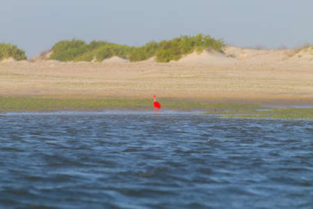 Scarlet ibis from Lencois Maranhenses National Park, Brazil. Rainwater lagoon. Brazilian wildlife. Eudocimus ruberの写真素材