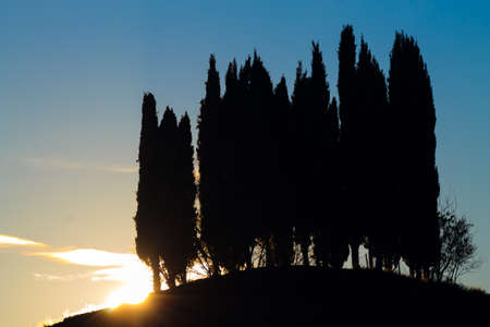 Hills panorama at sunset. cypressesover hill. Minimal landscapeの写真素材