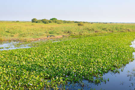 Beautiful Pantanal landscape, South America, Brazil. Nature and wildlife along famous Transpantaneira dirt road.の写真素材