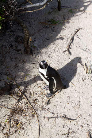 African penguin colony from Simon's town conservancy area, South Africa. African wildlifeの写真素材
