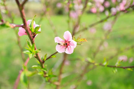 Bee collecting pollen on a peach flower. Beekeeping, rural life. Springtimeの写真素材