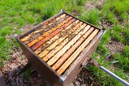 Open hive detail. Beekeeping, agriculture, rural life.