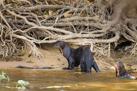 Giant otter on water from Pantanal wetland area, Brazil. Brazilian wildlife. Pteronura brasiliensisの写真素材