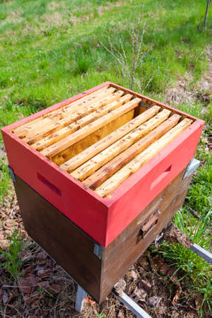 Open hive detail. Beekeeping, agriculture, rural life.