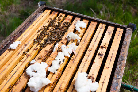 Open hive detail. Beekeeping, agriculture, rural life.