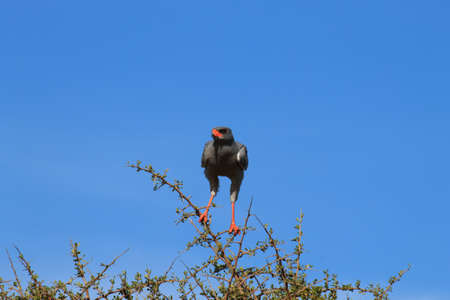 South african bird. Pale chanting goshawk from Addo Elephant National Park.Nature detail